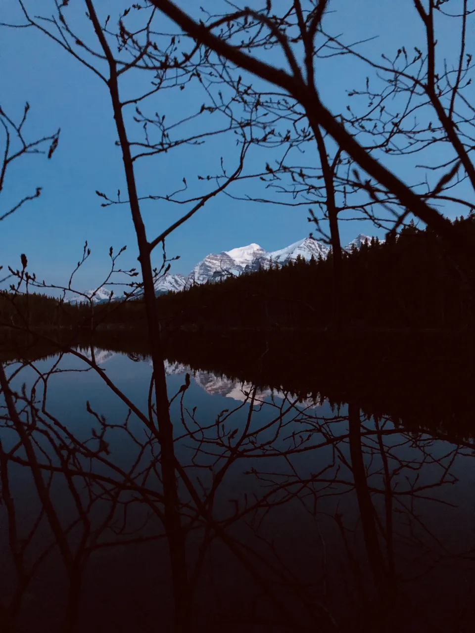 Bare branches framing a still lake reflecting snow-capped mountains at dusk, Banff, Alberta