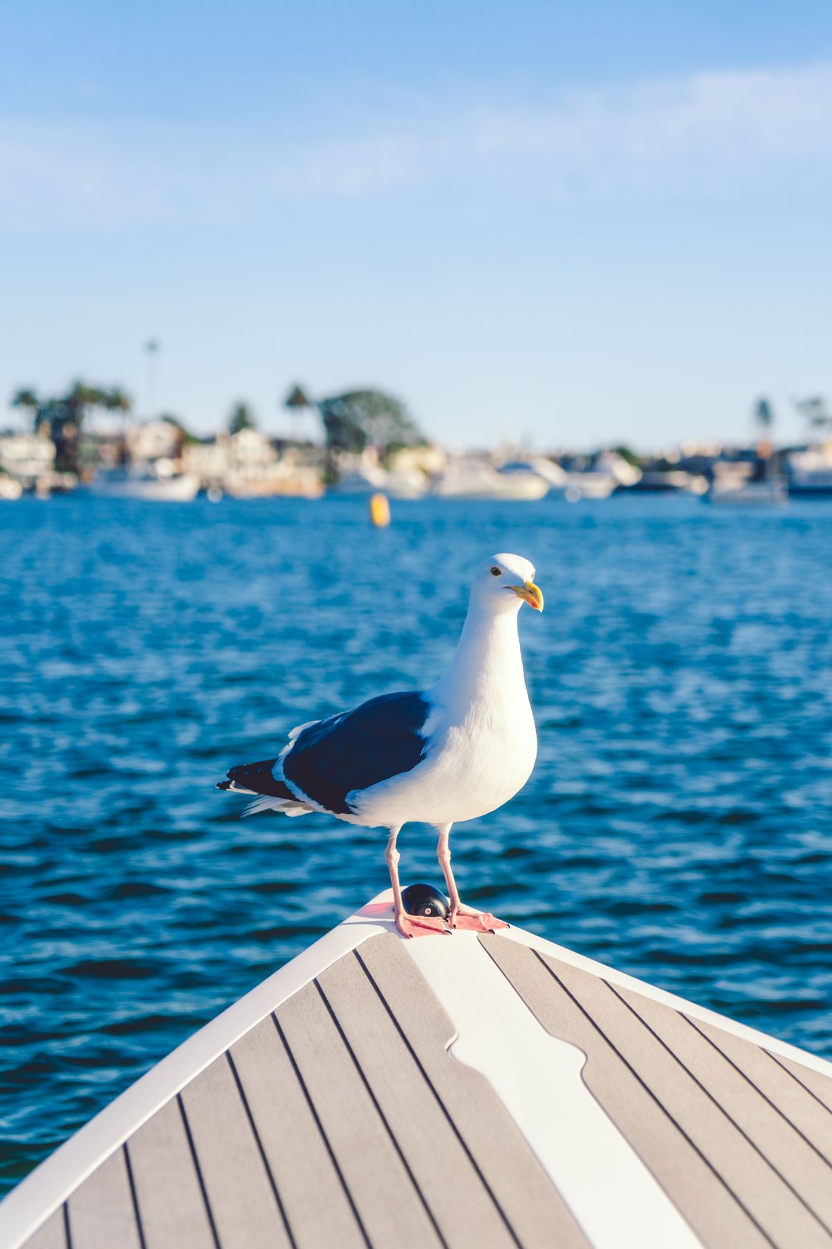 Lido Electric Boat Co — commercial photographer Orange County